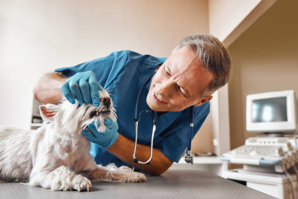 Best Emergency Root Canal Treatment in Harrisville, PA